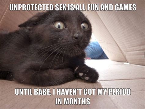Cat Memes Clean 2020