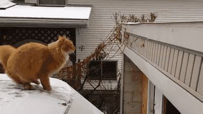 Cat Missing Jump Gif