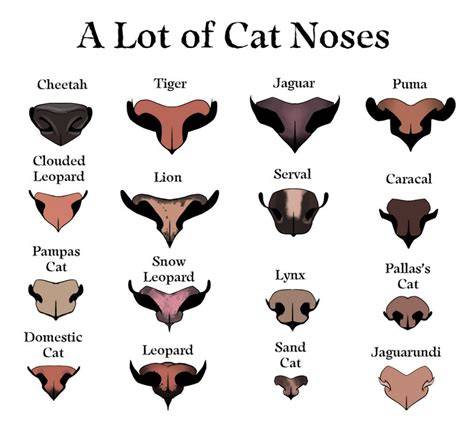 Cat Nose Color Chart