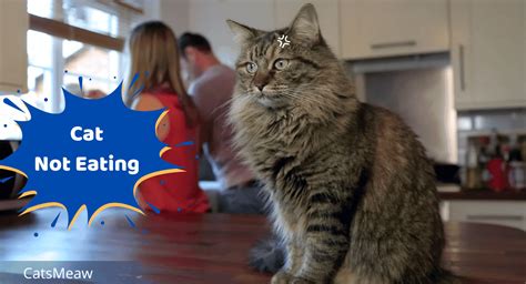 Cat Not Eating: Causes & Solutions
