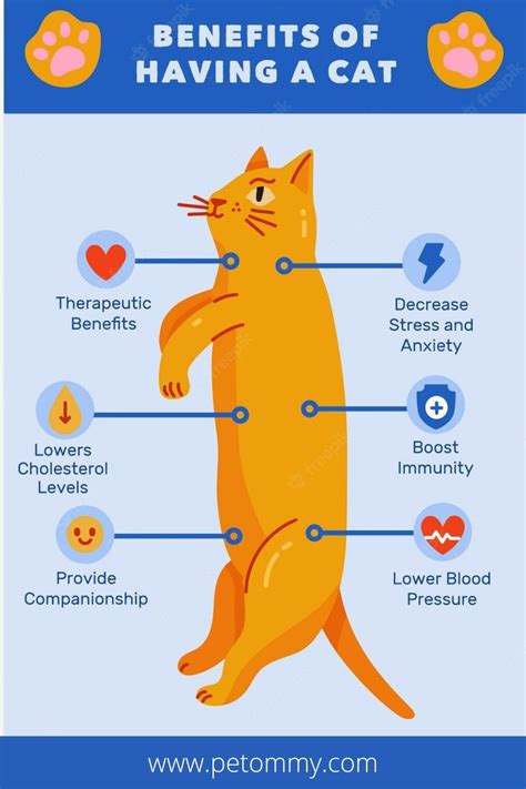 Cat Ownership: Health & Happiness Boosters