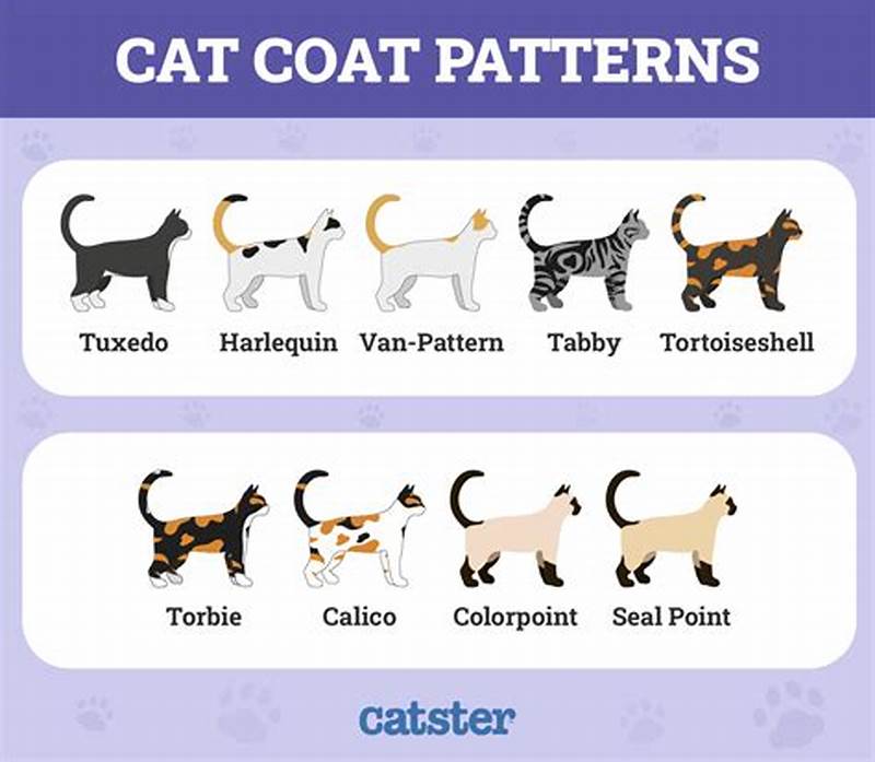 Cat Pattern Types