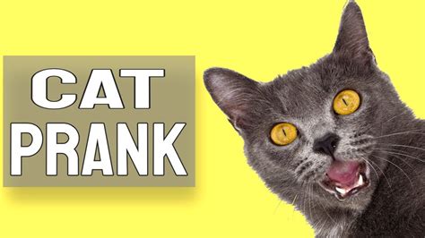 Cat Prank Printable