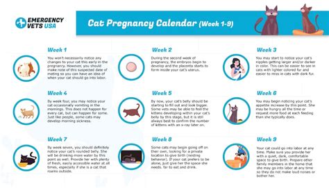 Cat Pregnancy Calendar