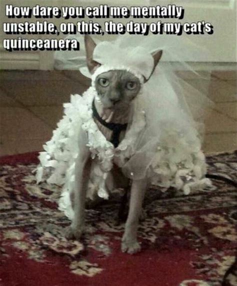 Cat Quinceanera Meme