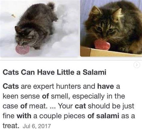 Cat Salami Meme
