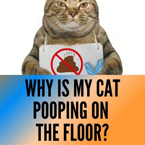 Cat Shits On Floor