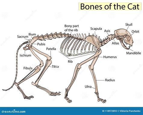 17. The Feline Skeleton - gambar tajam tapi ringan menggunakan trik dari weserv.nl API lengkapi dengan source image domain