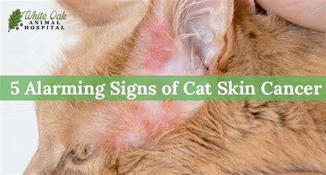 Alert: The Heartbreaking Reality of Feline Skin Cancer Revealed in Shocking Pictures