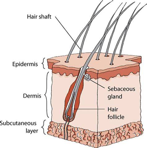 18. Feline Skin Structure - gambar tajam tapi ringan menggunakan trik dari weserv.nl API lengkapi dengan source image domain