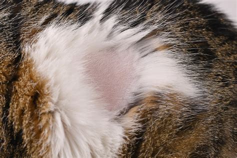 Cat Skin Issues: Spot & Solve Now!