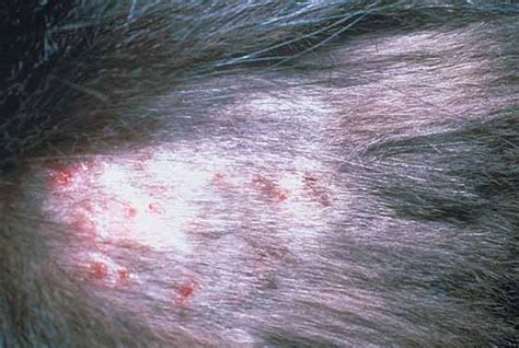 Breaking the Taboo: The Heartbreaking Reality of Feline Skin Issues Exposed in Candid Photos
