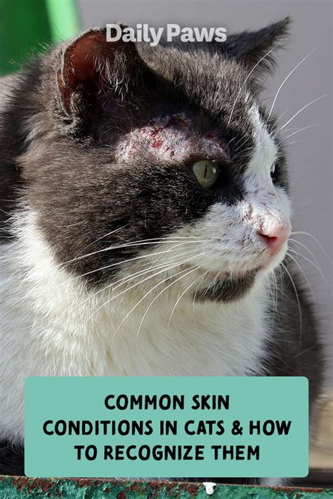 Discover the Heartbreaking Reality of Cat Skin Problems with these Touching Pictures
