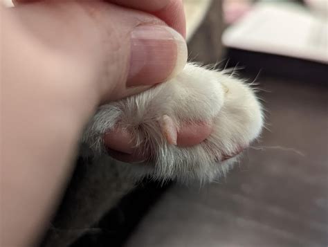 Purrfect Paws: The Lowdown on Cat Skin Tags and Their Treatment on Your Feline's Precious Paws