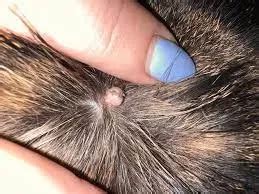 Uncovering Feline Beauty: Stunning Cat Skin Tag Picture Reveals Unique Features