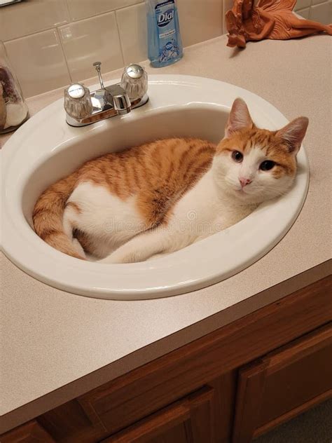 Cat Sleeps In Bathroom At Night