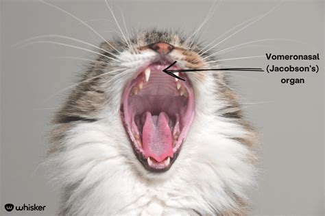 15. The Senses of Taste and Smell - gambar tajam tapi ringan menggunakan trik dari weserv.nl API lengkapi dengan source image domain