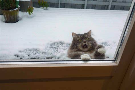 Cat Snow Funny