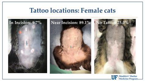 Cat Spay Tattoo