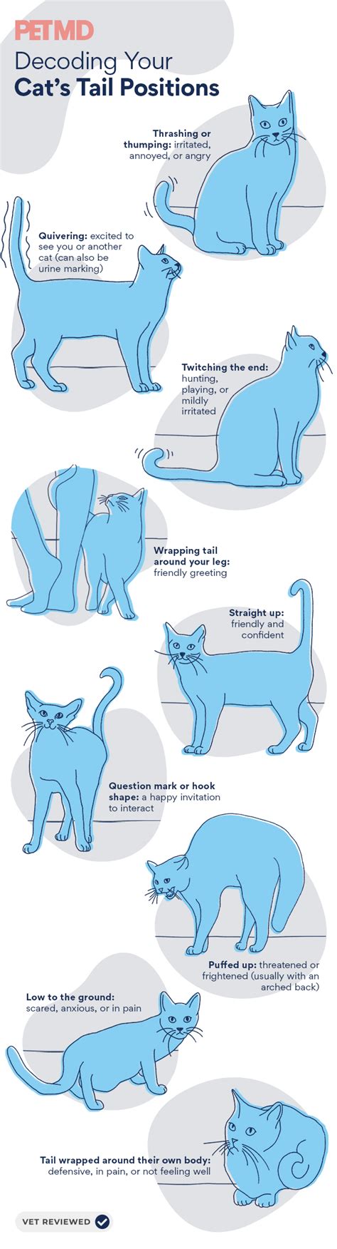 Cat Tail Wag Chart