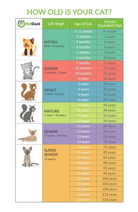 Cat To Human Years Chart