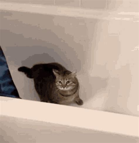 Cat Trying To Jump Gif