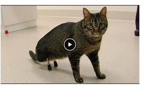 Cat Walking Funny Back Legs