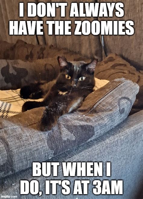 Cat Zoomies Meme