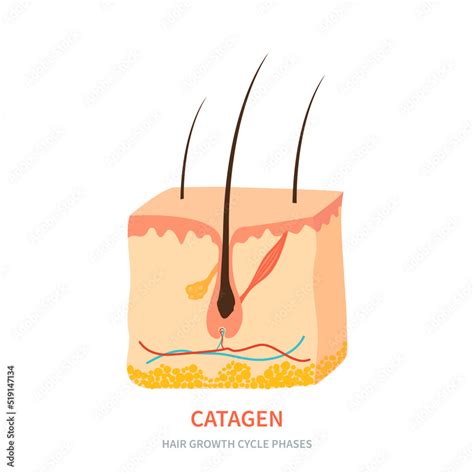 Catagen Phase The Transitional Pause