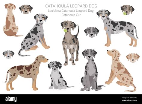 Catahoula Color Chart