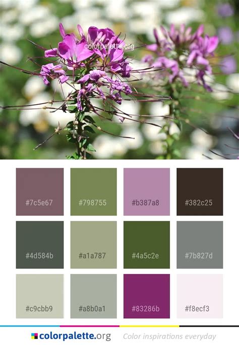 Catalog Of The Flora Of Color