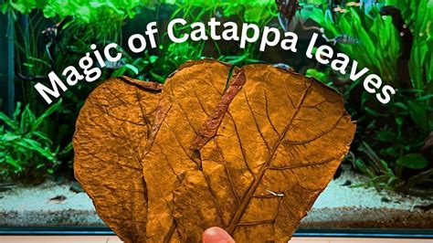 Catappa Leaves For Betta