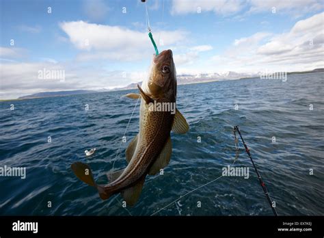 Catching Cod Iceland