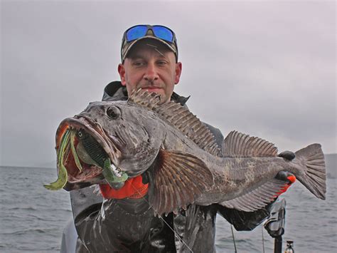 Catching Lingcod in Neah Bay