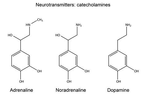 Catecholamines: Functions, Levels & Your Health