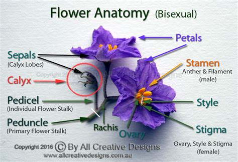 Categorizing Flowers by Characteristics
