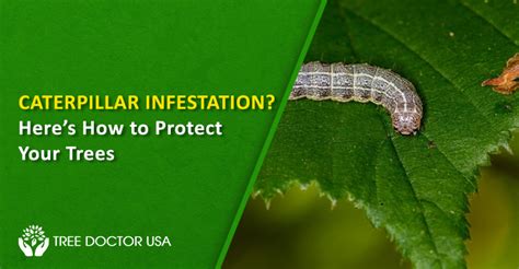Caterpillar Infestation: Effective Control & Prevention
