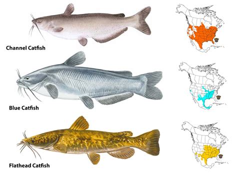 Catfish & Pregnancy: Benefits You Need to Know.