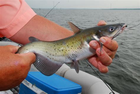 Catfish Fishing in Texas