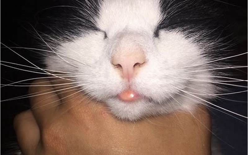 Cats Bottom Lip
