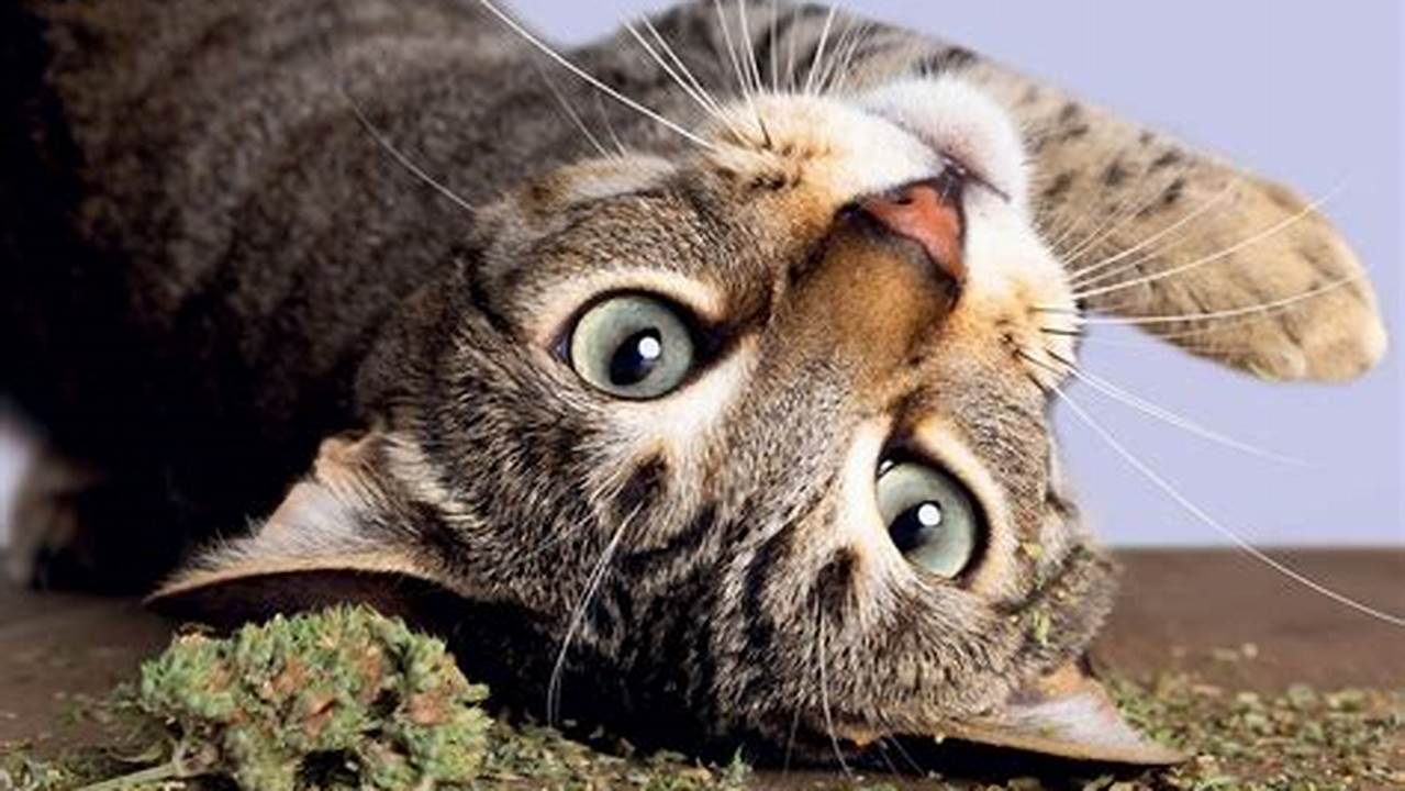 Cats On Catnip Calendar 2025 Lexus