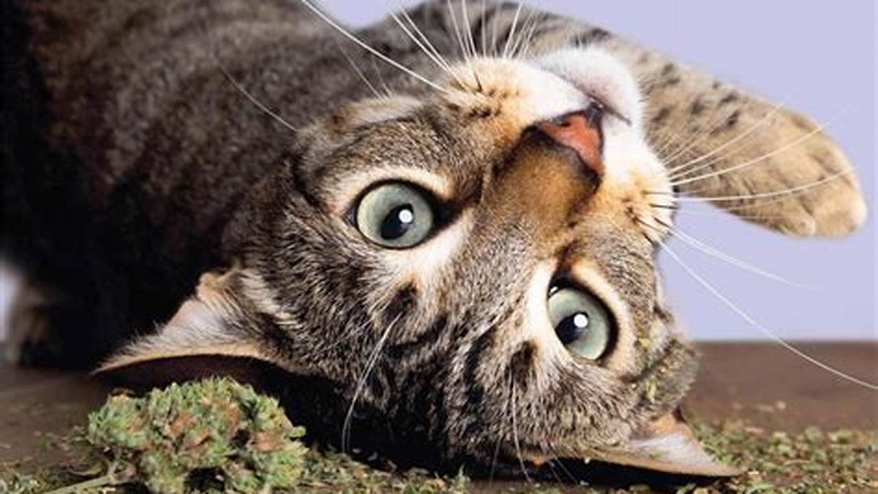 Cats On Catnip Calendar 2025 Olympics