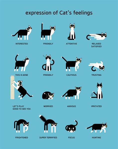 Cats in Different Poses