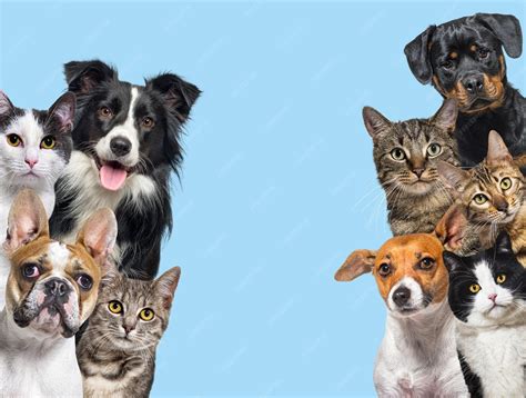 Cats And Dogs Images