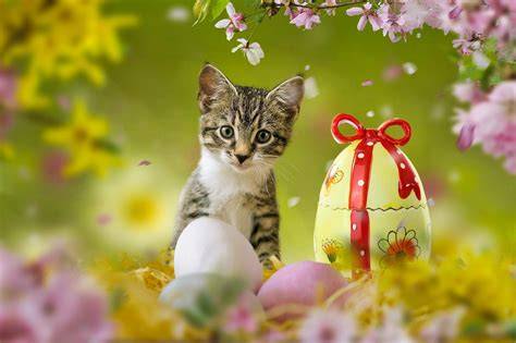 Cats Easter