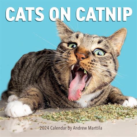 2023 Cats On Catnip Calendar Is Here! Clipboard of Fun