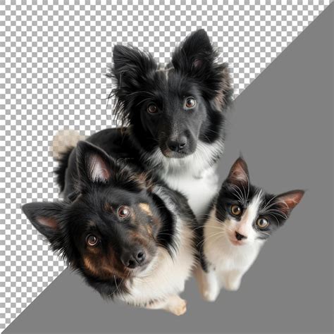 Download Cats and Dogs Bundle Files Free PSD Mockups
