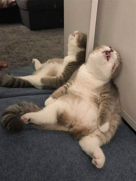 Cats Sleeping Funny