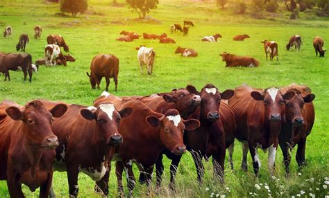 Cattle Farm Business