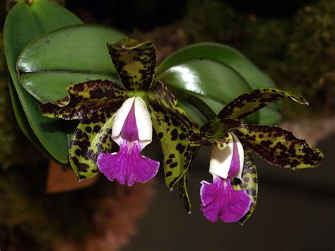 Cattleya Aclandiae